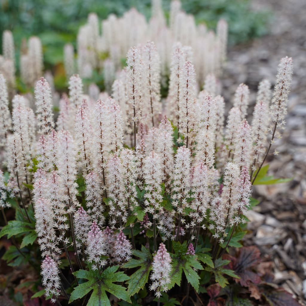 Tiarella laciniata 'Pink Skyrocket'®