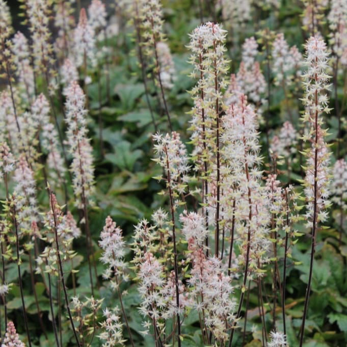 Tiarella laciniata 'Pink Skyrocket'®