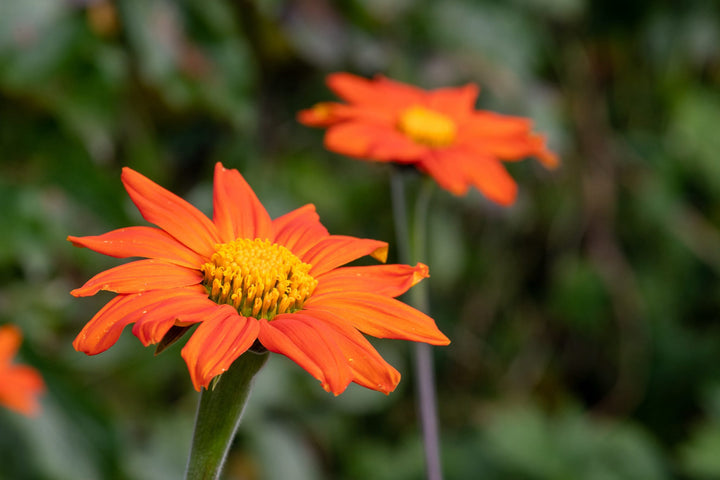 Tithonia rotundifolia 'Torch'