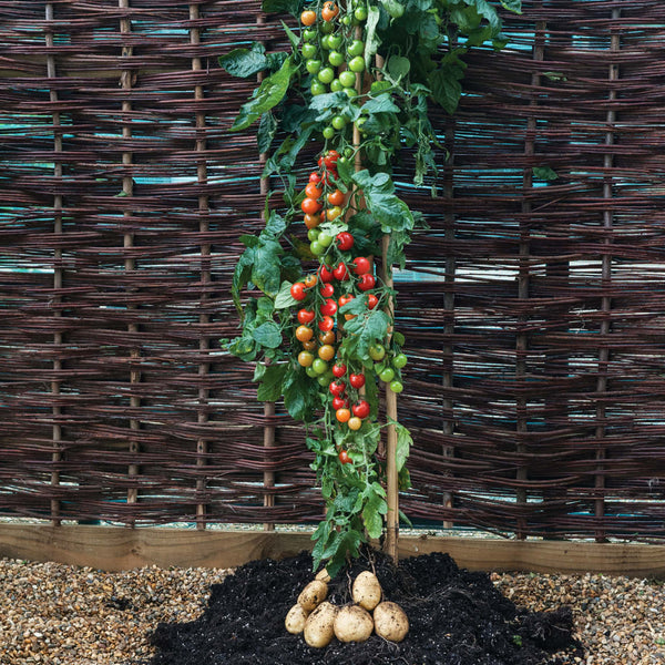 Tomaten-Kartoffel wächst an Holzwand