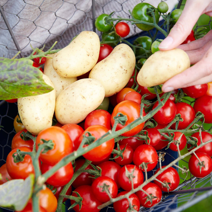 Geerntete Tomaten und Kartoffeln