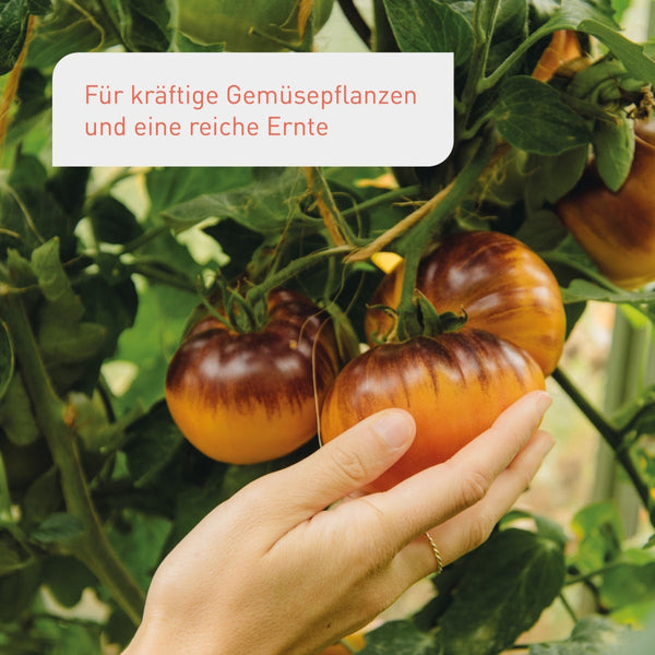 Flüssigdünger für Tomaten für eine reiche Ernte