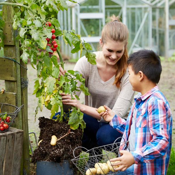 Mutter und Sohn ernten Kartoffeln von Tomatoffel