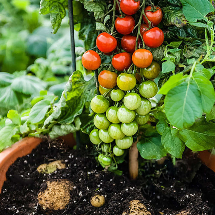 Tomatoffel mit reifenden Tomaten