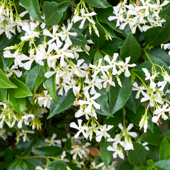Blüten von Trachelospermum jasminoides