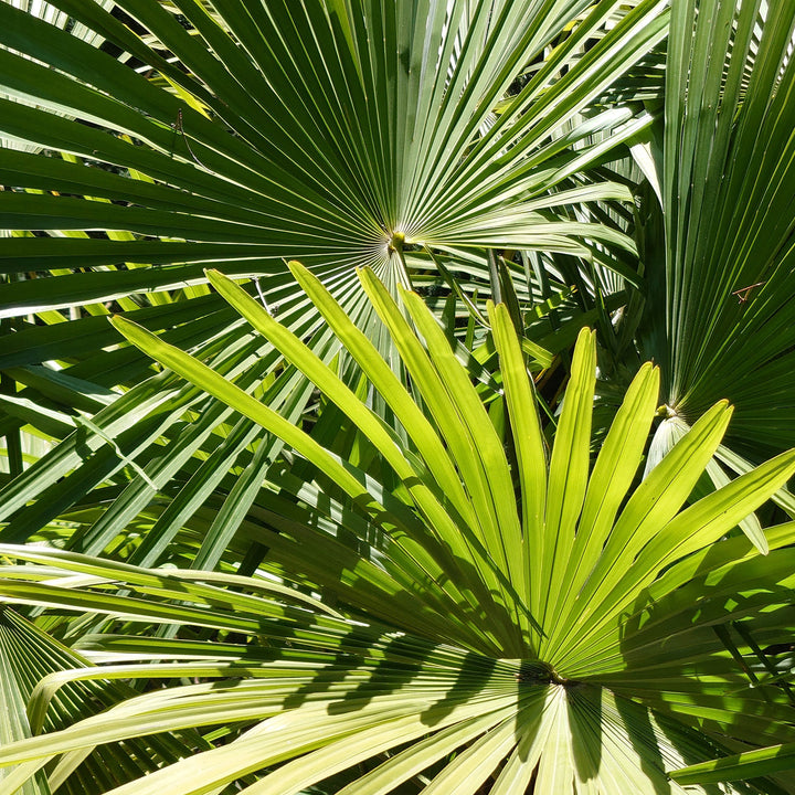 Blätter der Trachycarpus fortunei