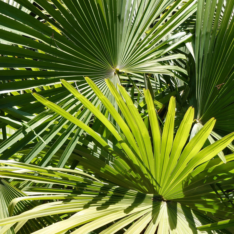 Blätter der Trachycarpus fortunei
