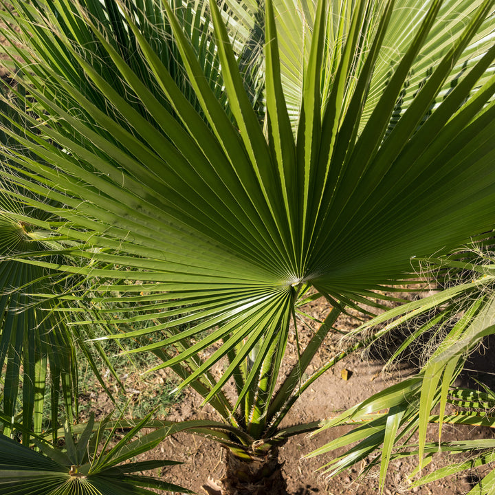 Trachycarpus fortunei draußen