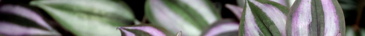 Tradescantia Dreimasterblume