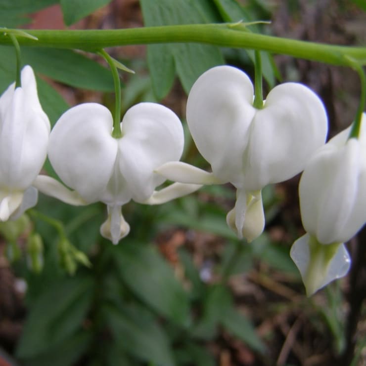 Tränendes Herz 'Alba' Weiß