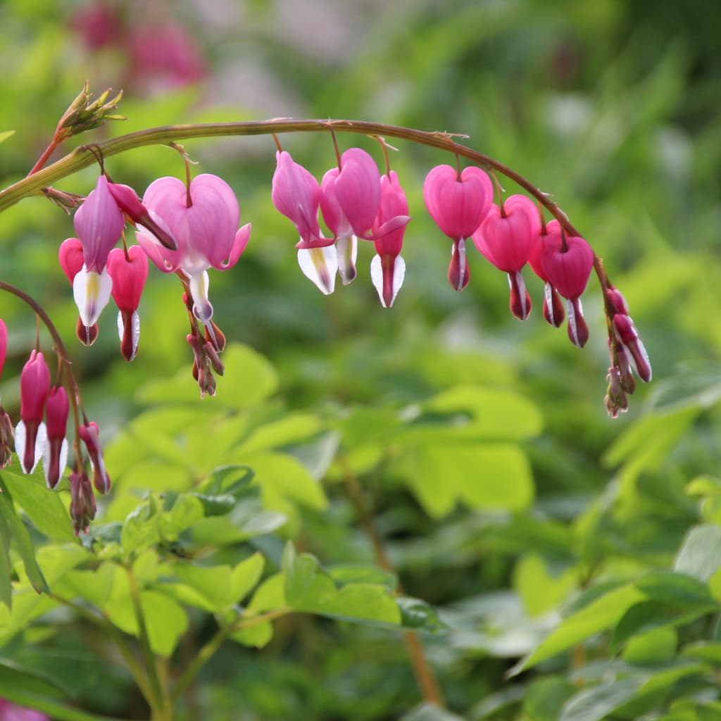Tränendes Herz Rosa