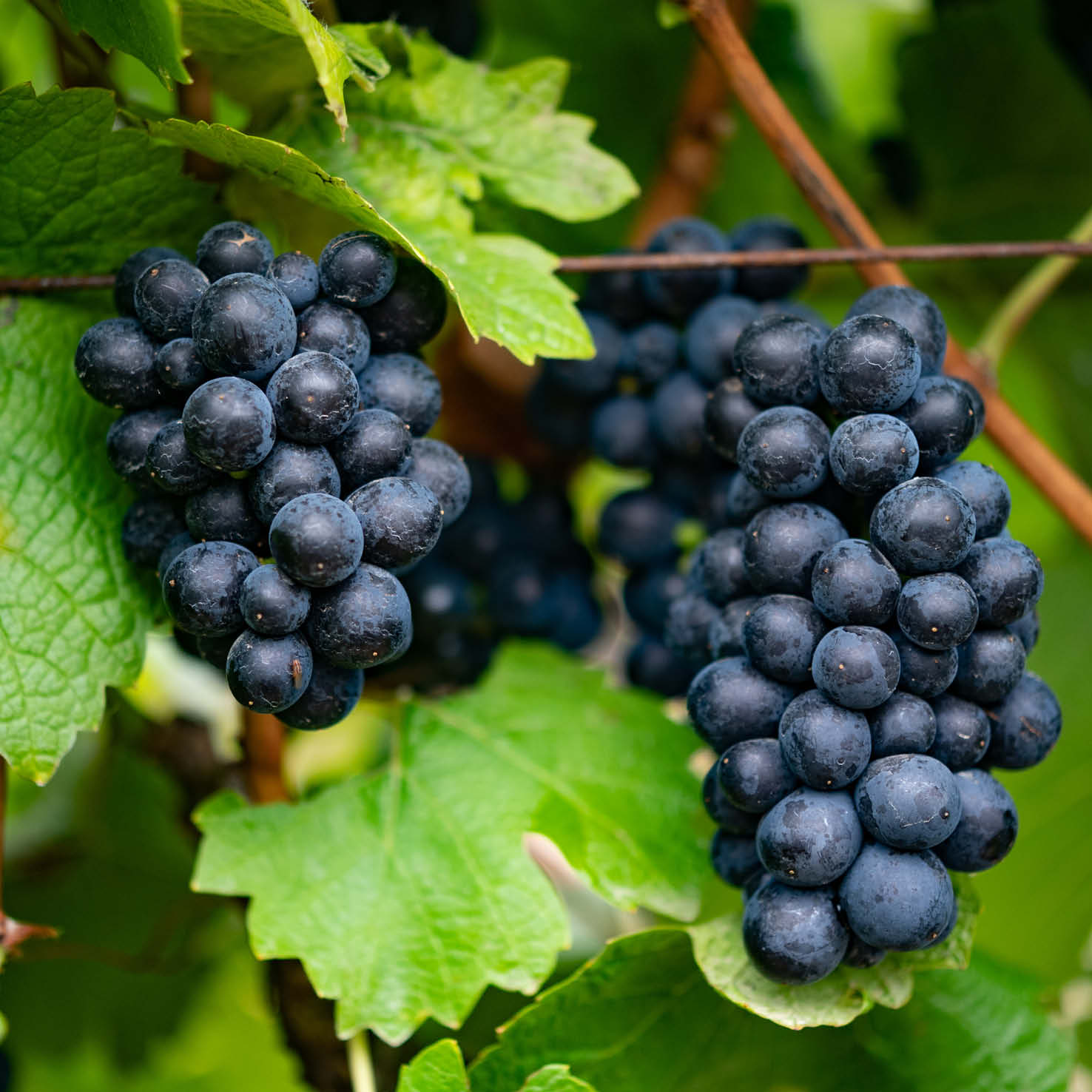 Trauben der Weinrebe 'Sangiovese'