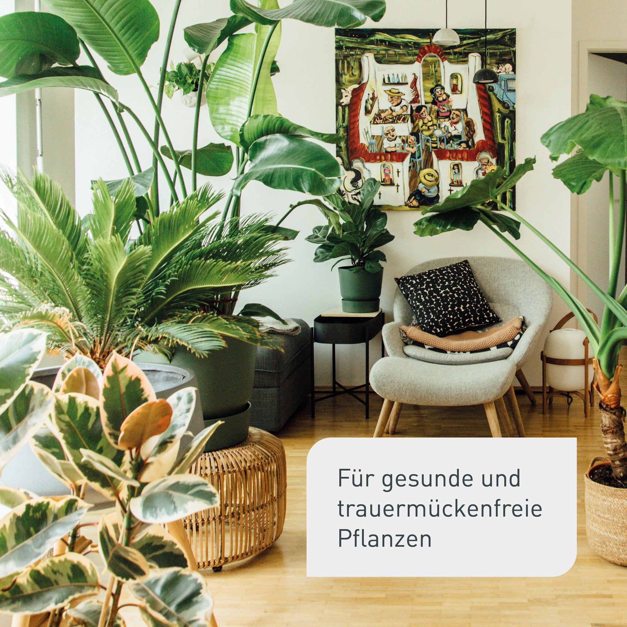 Trauermückenfrei für gesunde Zimmerpflanzen