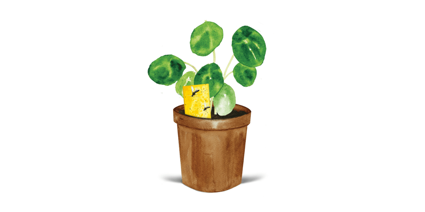Trauermücken-Falle an Zimmerpflanzen Illustration