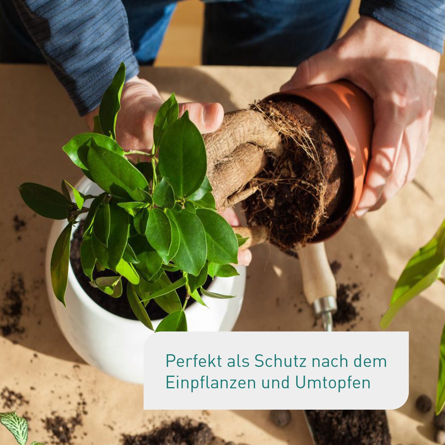 Zimmerpflanzen umtopfen mit Trauermücken-Schutz