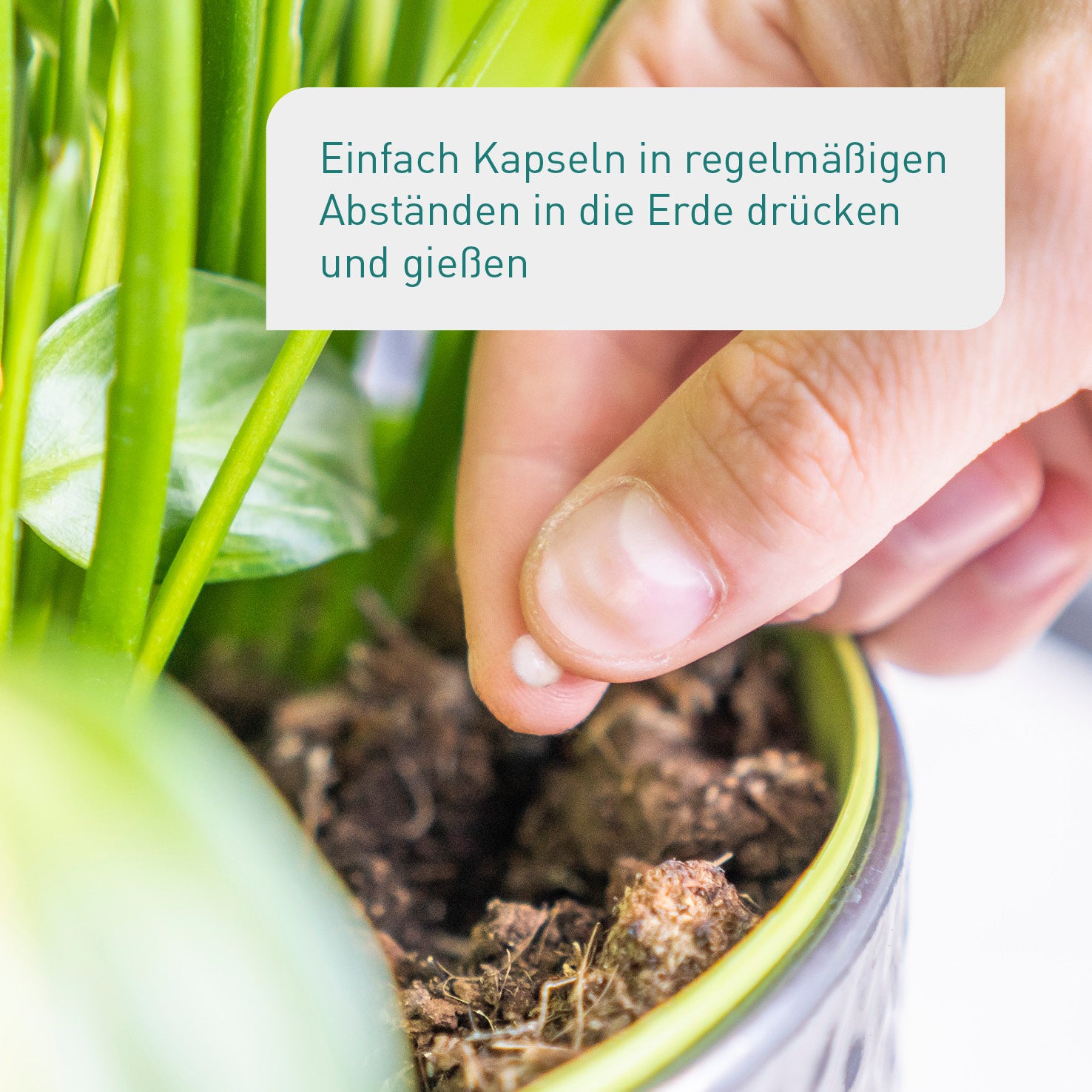 Anwendung der Nematoden-Kapseln an Zimmerpflanzen