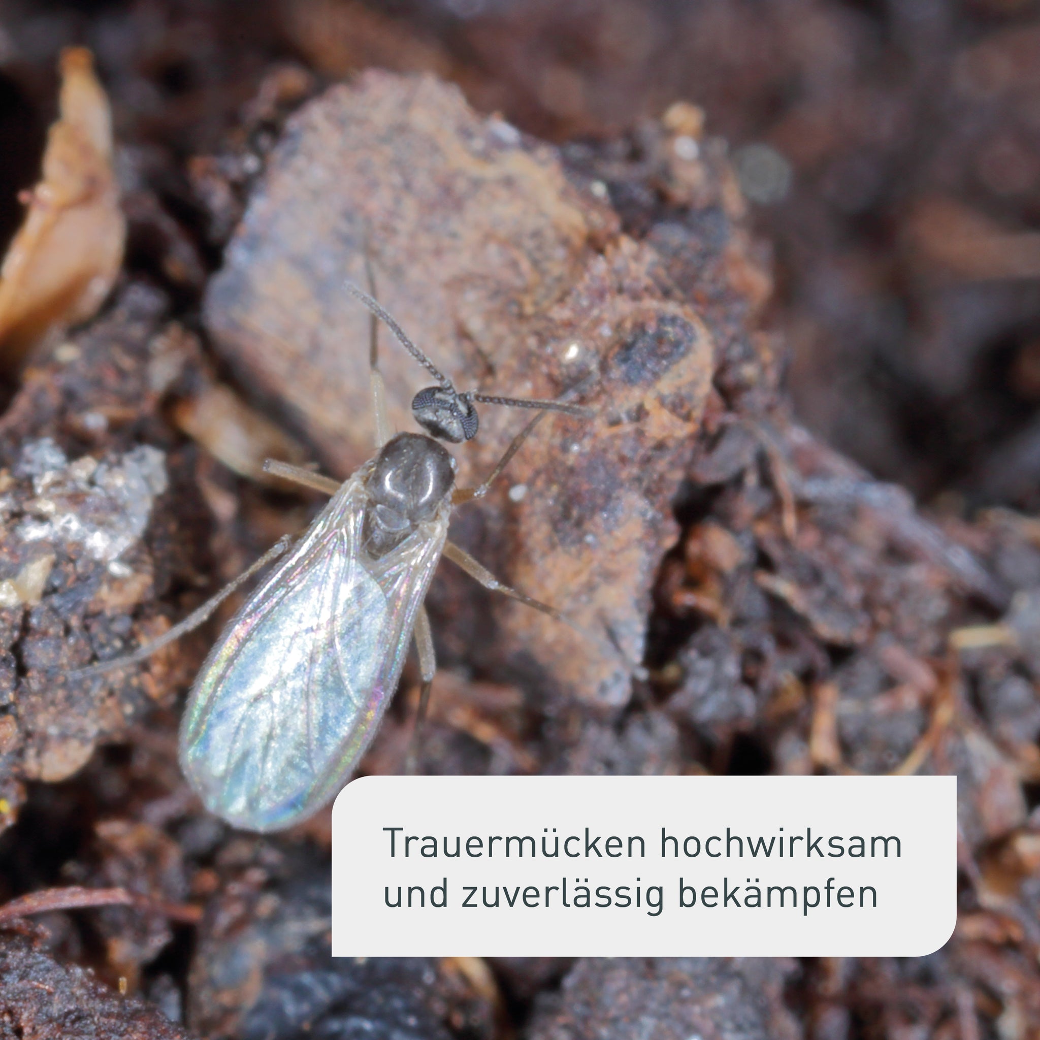 Trauermückenfrei gegen schwarze Fliegen in der Erde