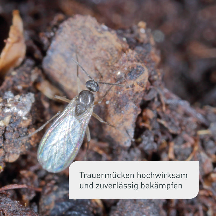 Trauermückenfrei gegen schwarze Fliegen in der Erde