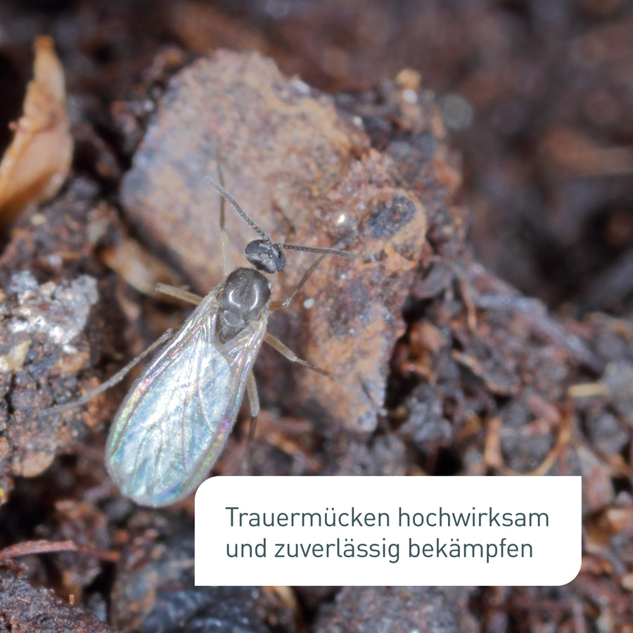 Trauermückenfrei gegen schwarze Fliegen in der Erde