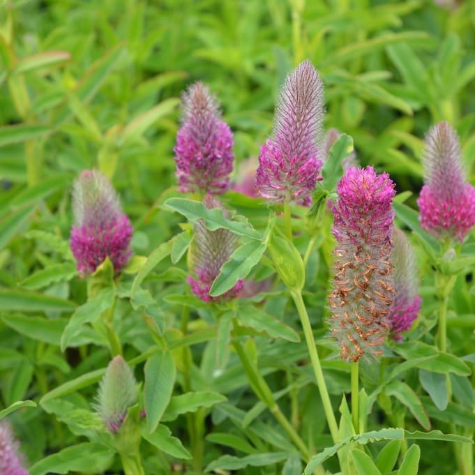 Trifolium rubens