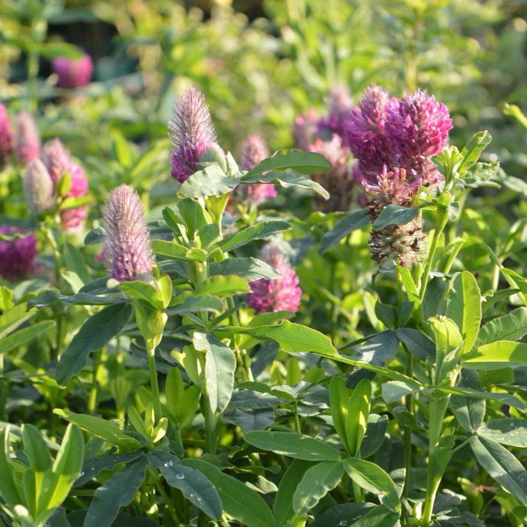 Trifolium rubens