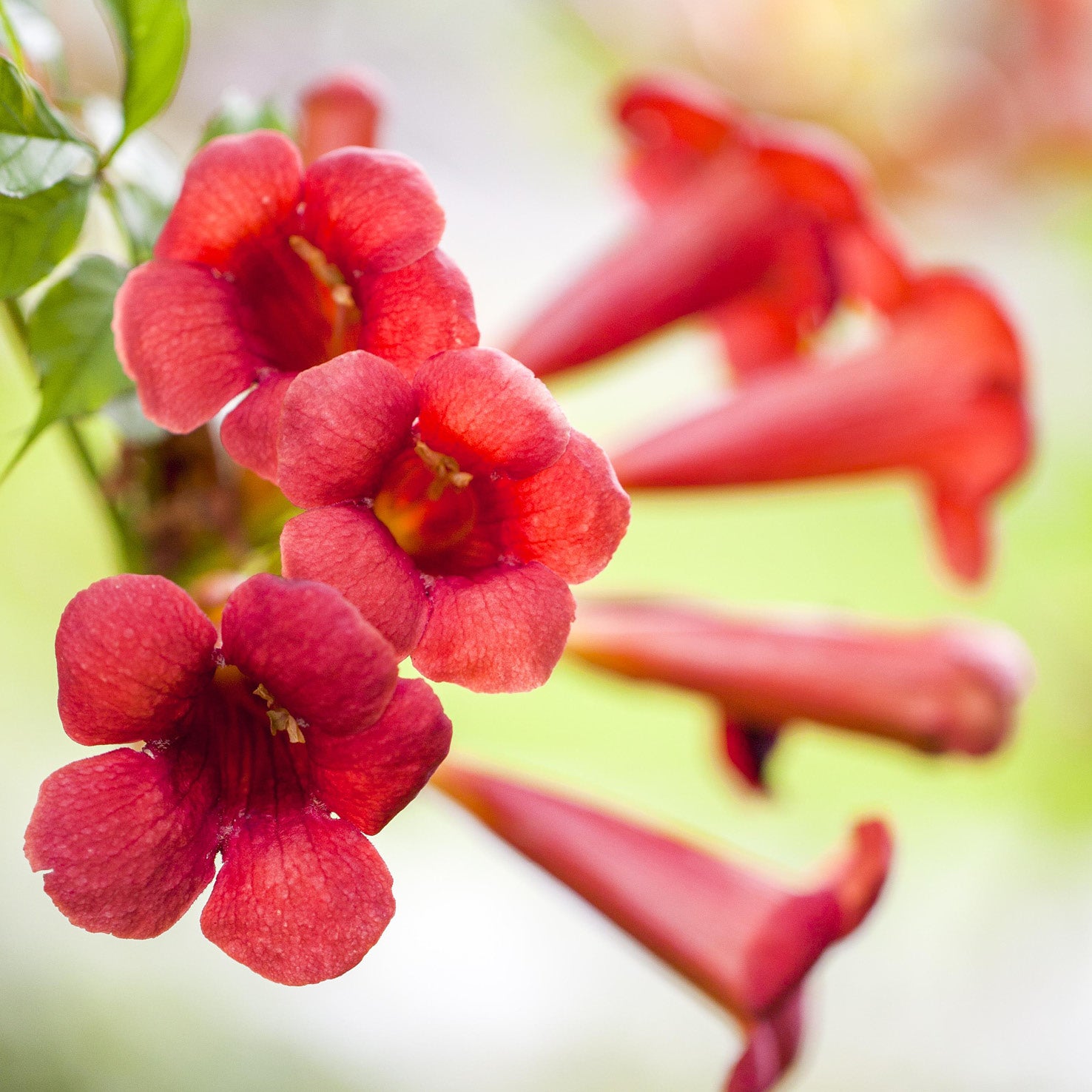 Blüte der Trompetenblume 'Fire Trumpet'®
