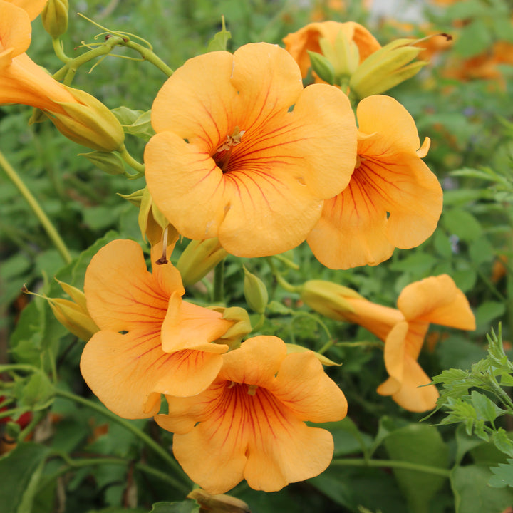 Blüte der Trompetenblume 'Golden Trumpet'®