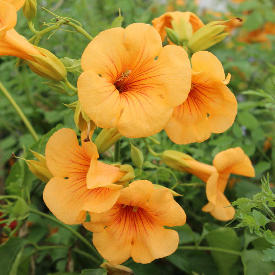 Blüte der Trompetenblume 'Golden Trumpet'®
