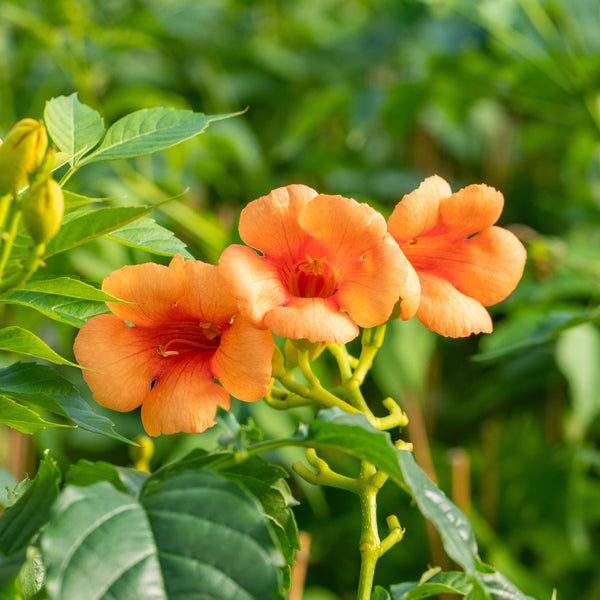 Blüte der Trompetenblume 'Indian Summer'®