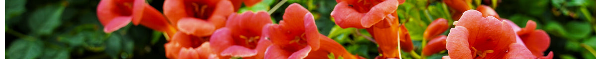 Trompetenblumen
