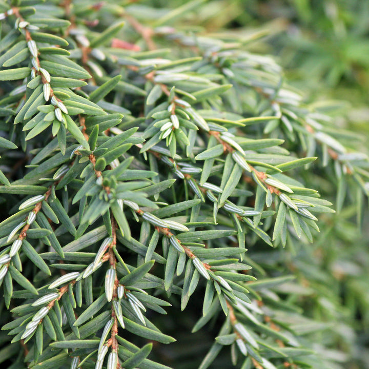 Tsuga canadensis 'Jeddeloh'