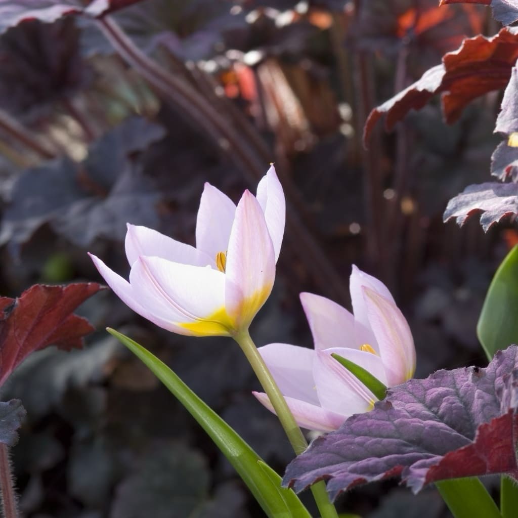 Tulipa bakeri