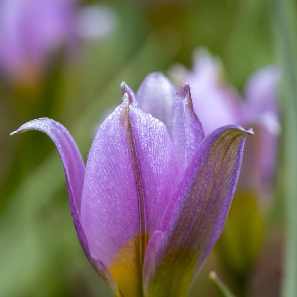 Tulipa bakeri