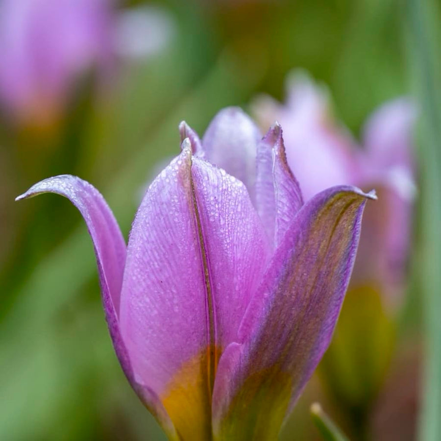 Tulipa bakeri