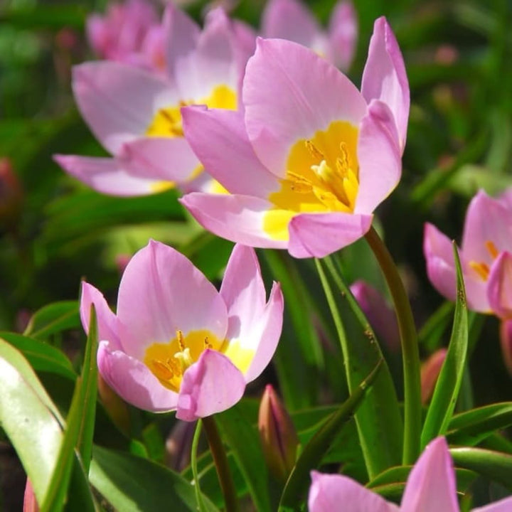 Wildtulpe 'Lilac Wonder' Rosa