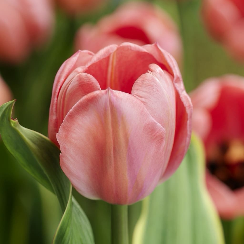 Tulipa