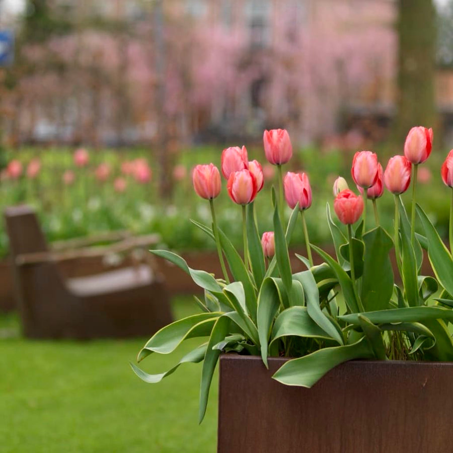 Bio-Darwin-Hybride-Tulpe 'Design Impression' Rosa