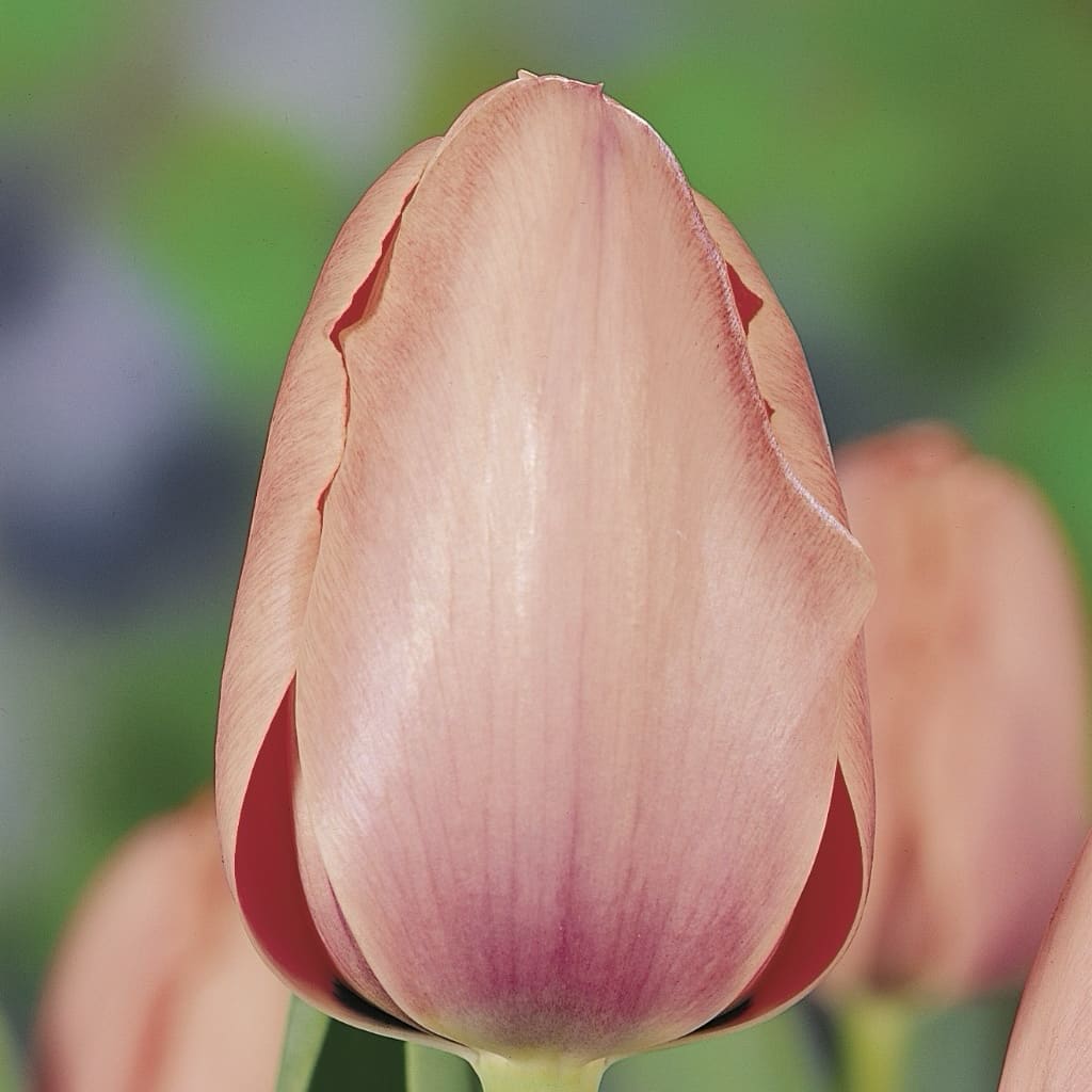 Tulipa