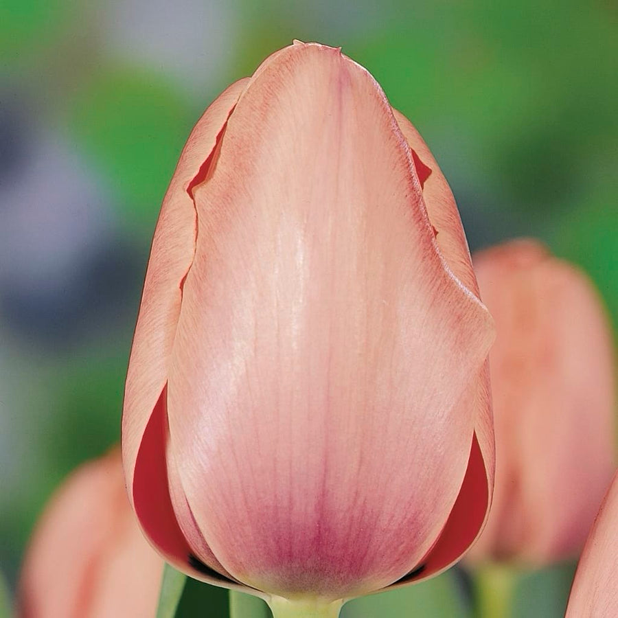 Tulipa