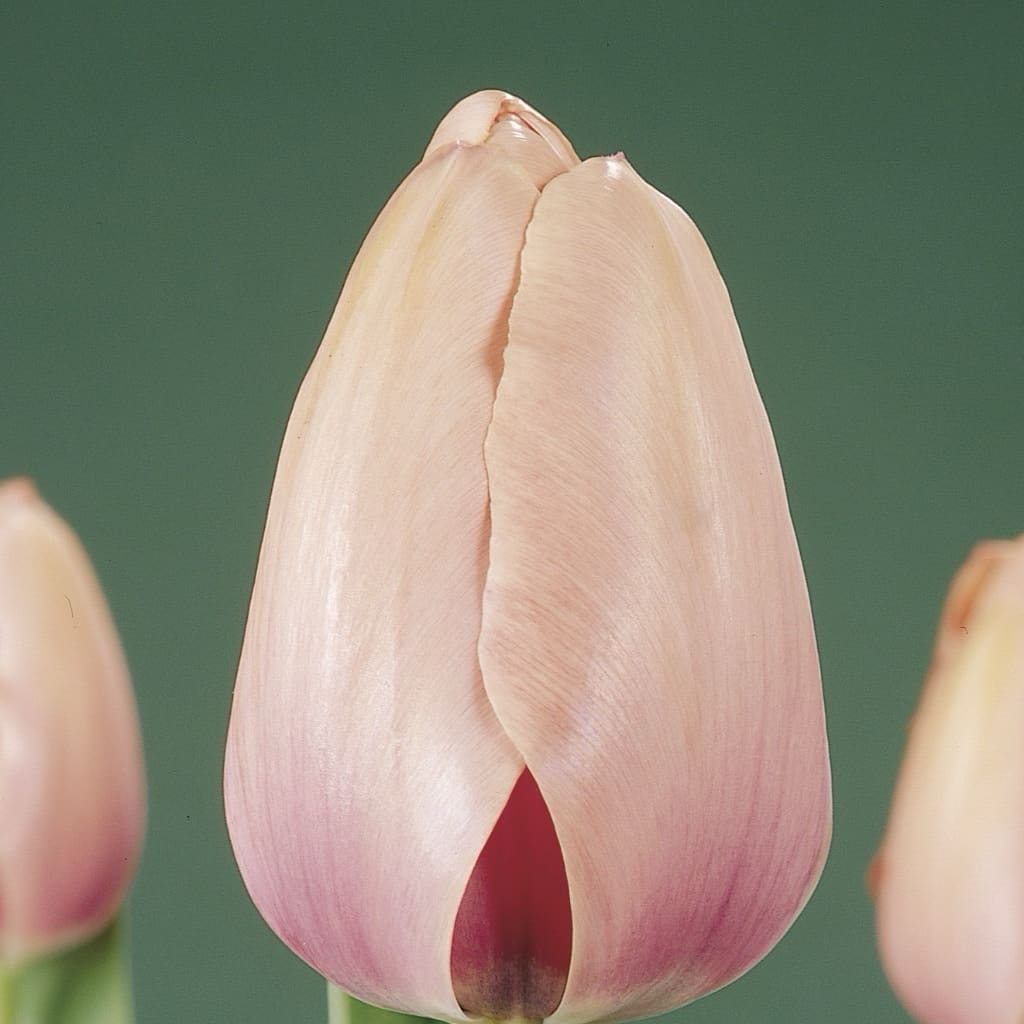 Bio-Darwin-Hybride-Tulpe 'Salmon Impression' Rosa
