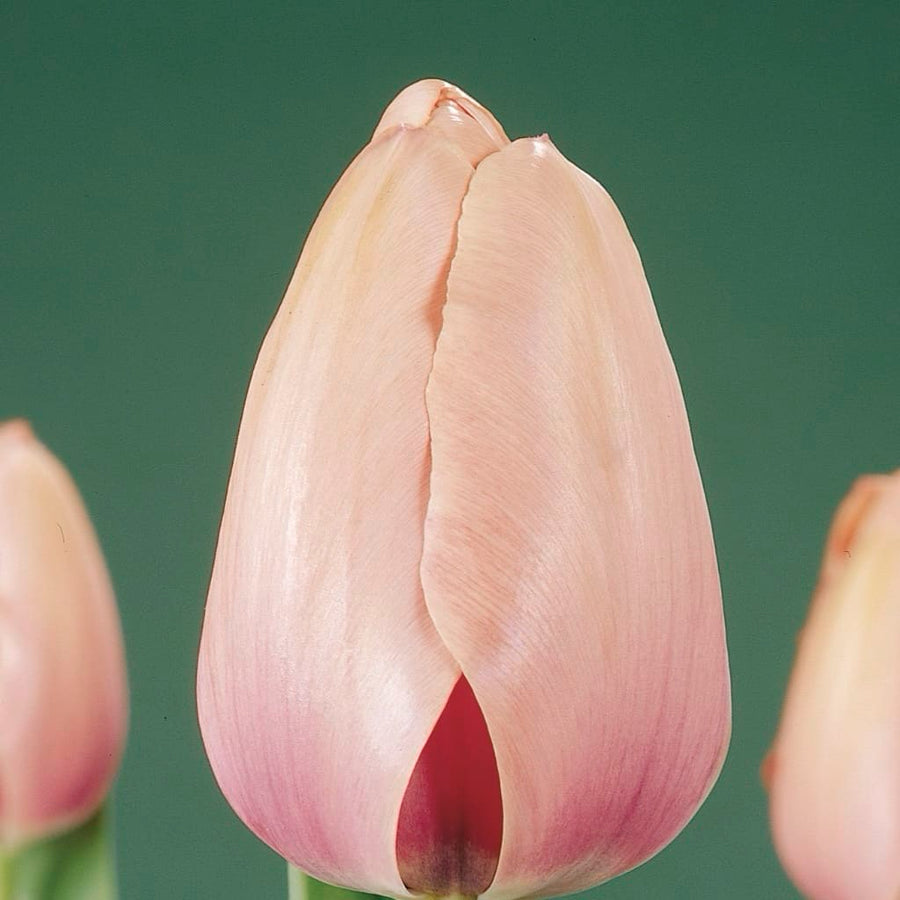 Bio-Darwin-Hybride-Tulpe 'Salmon Impression' Rosa