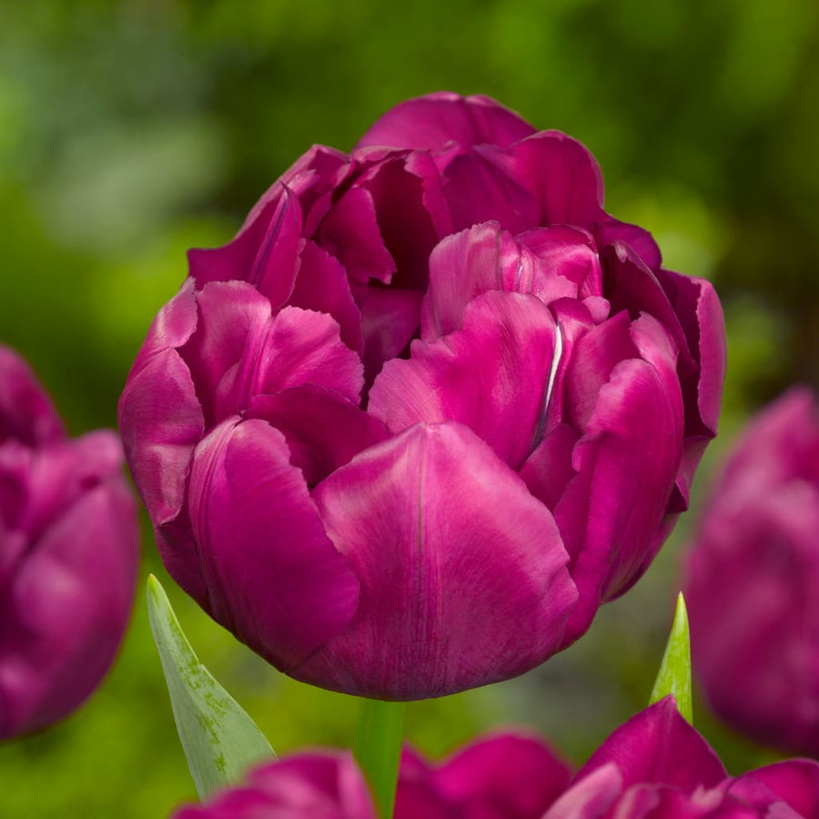 Bio-Gefüllte Tulpe 'Alison Bradley' Lila