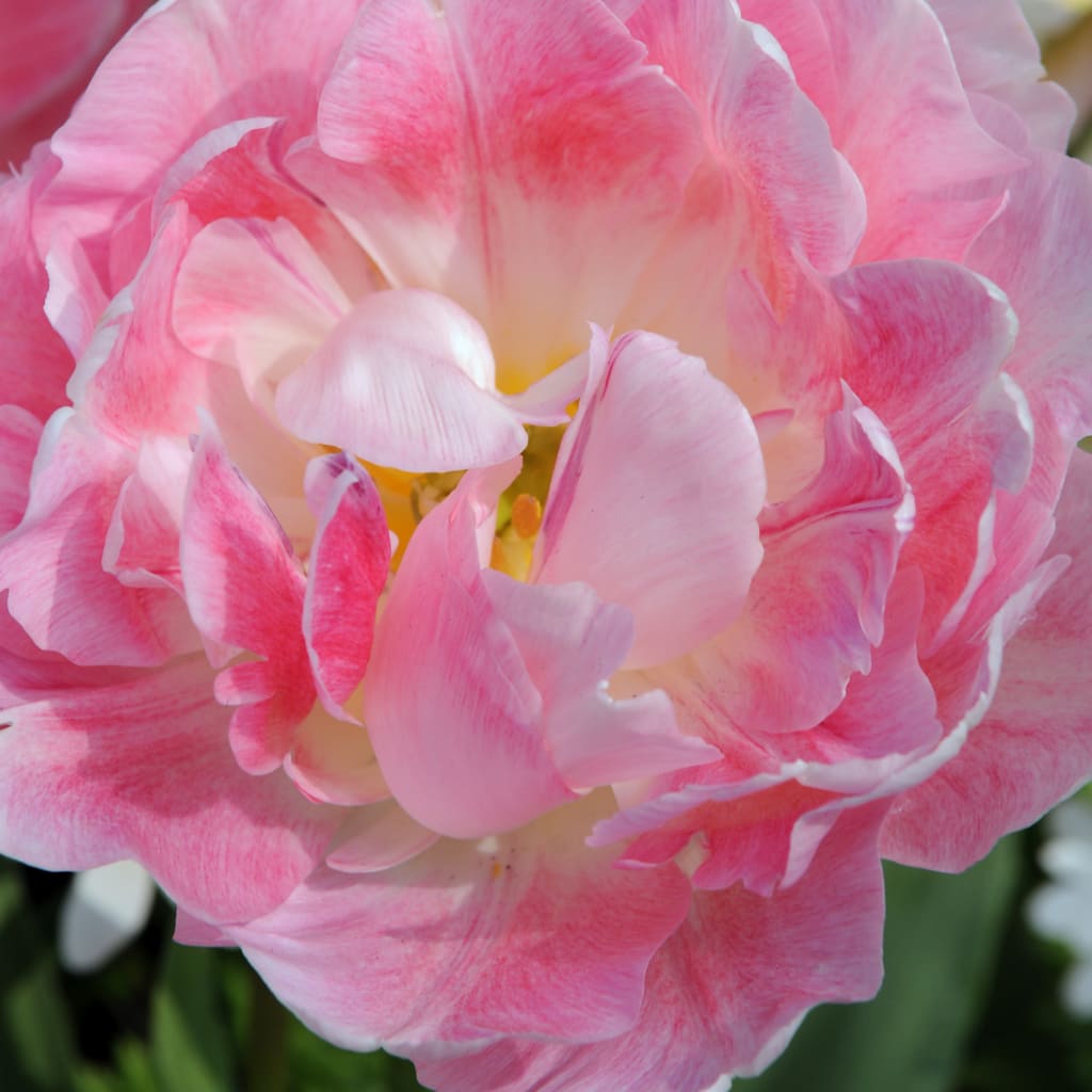 Tulipa