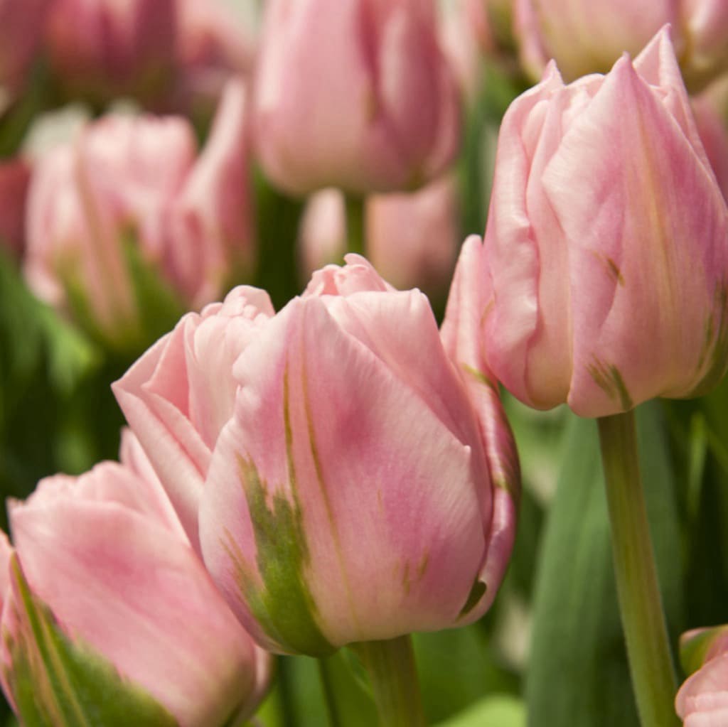 Bio-Gefüllte Tulpe 'Dreamer' Rosa