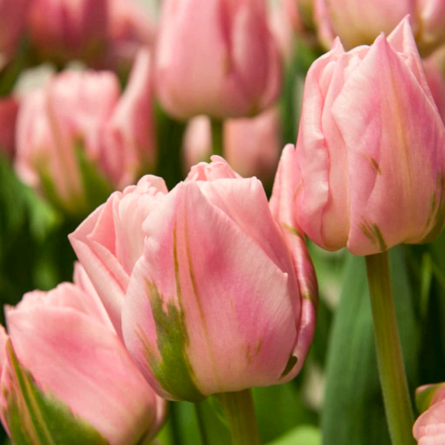Bio-Gefüllte Tulpe 'Dreamer' Rosa