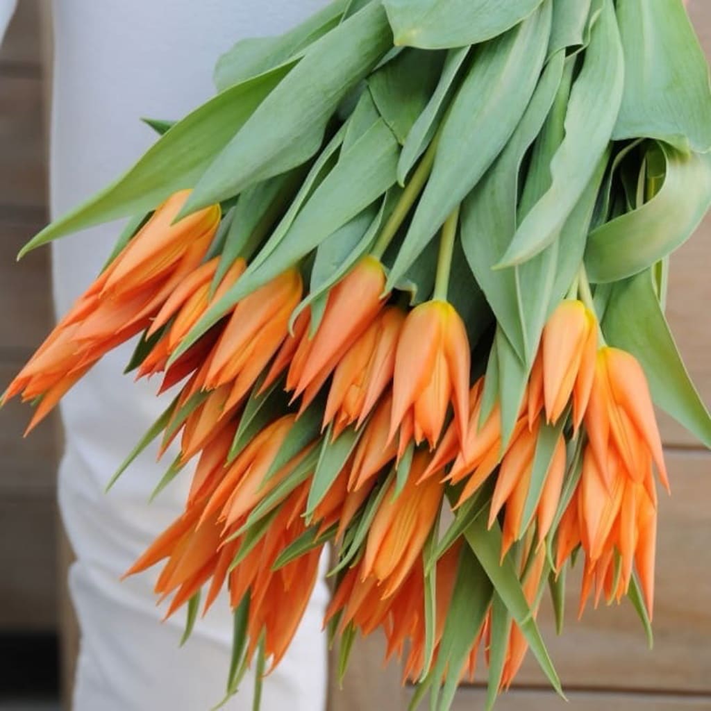 Tulipa