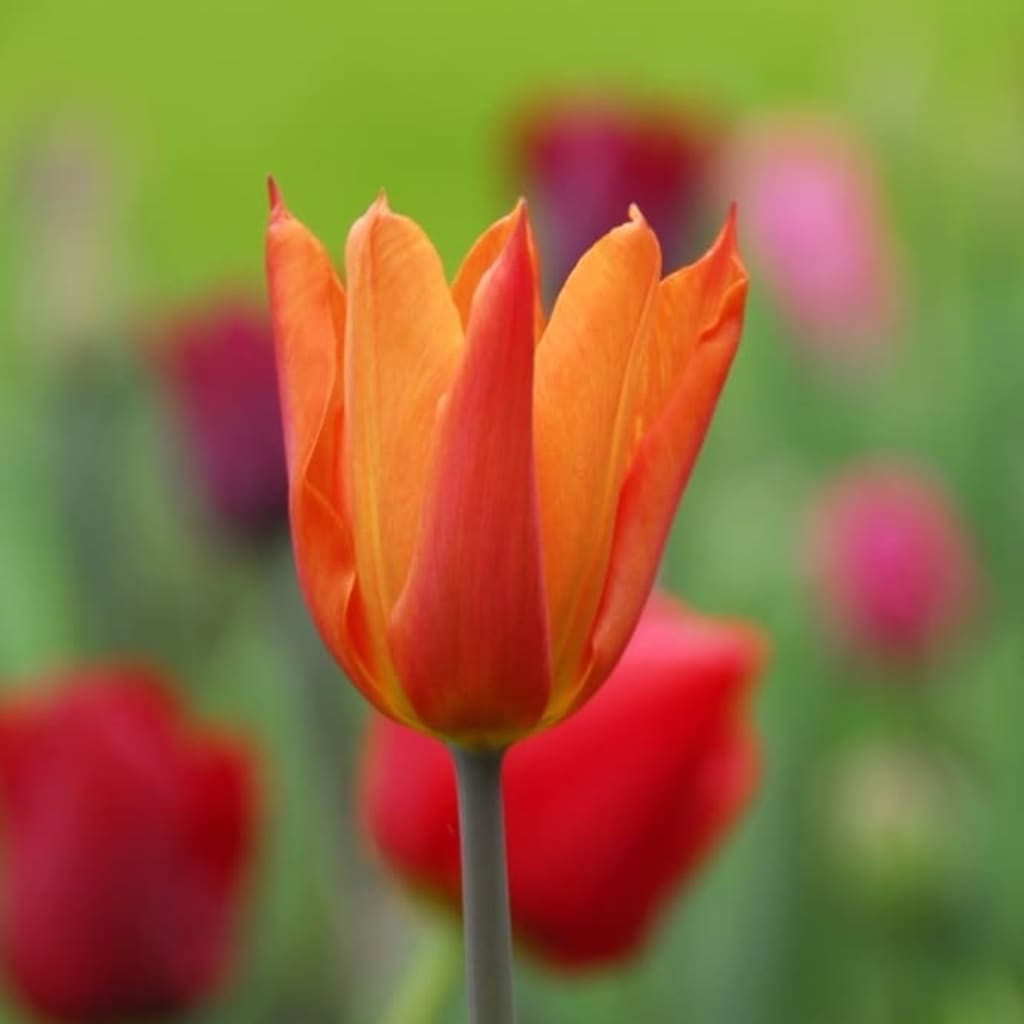 Tulipa