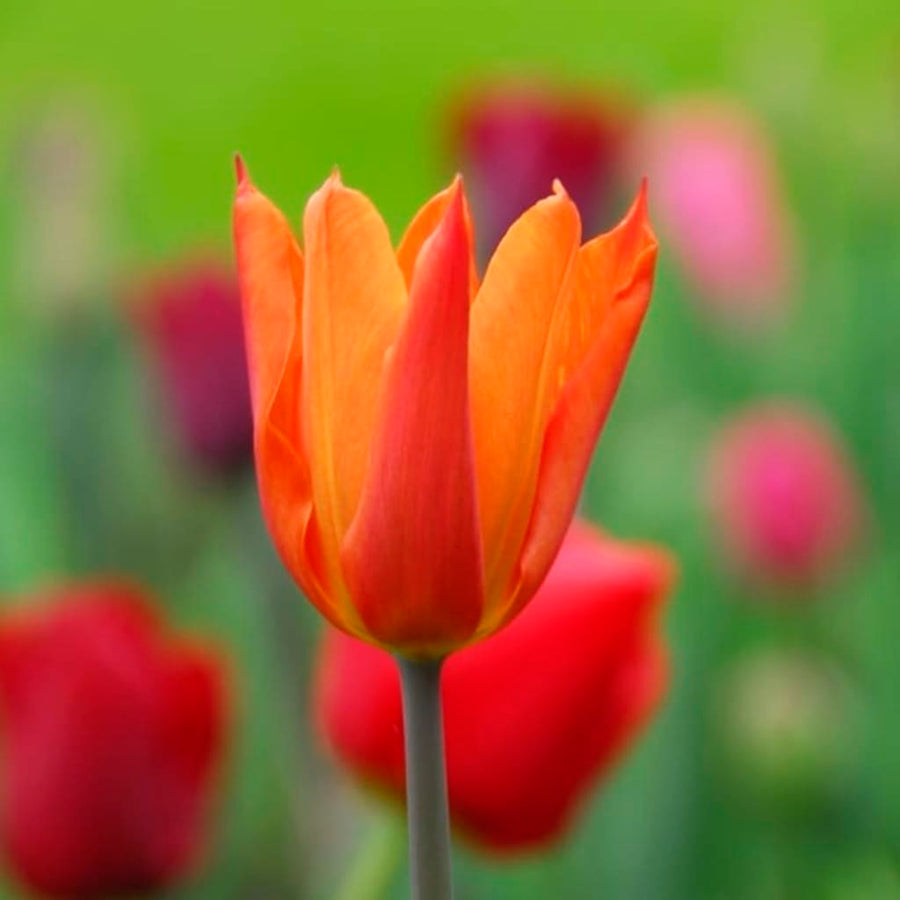Tulipa
