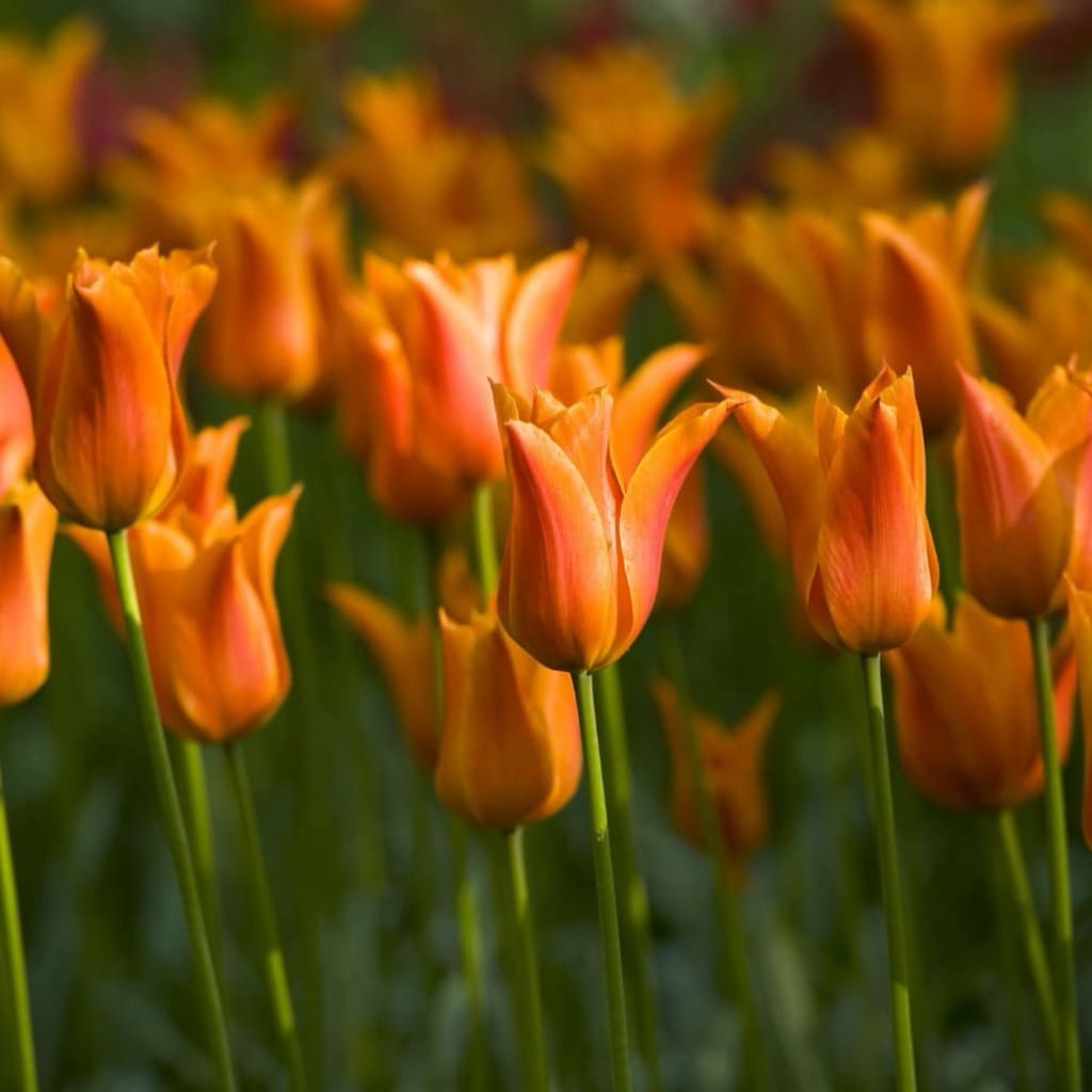 Bio-Lilienblütige Tulpe 'Ballerina' Orange
