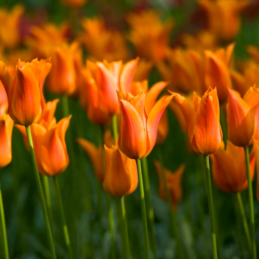 Bio-Lilienblütige Tulpe 'Ballerina' Orange